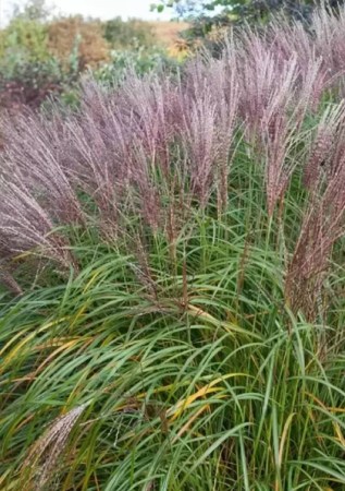 MISCANTHUS sinensis Flamingo